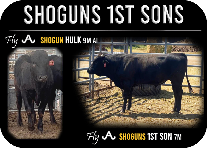 Shoguns 1st Sons Top Bulls in the AuWa Helical Currently in May of 2026